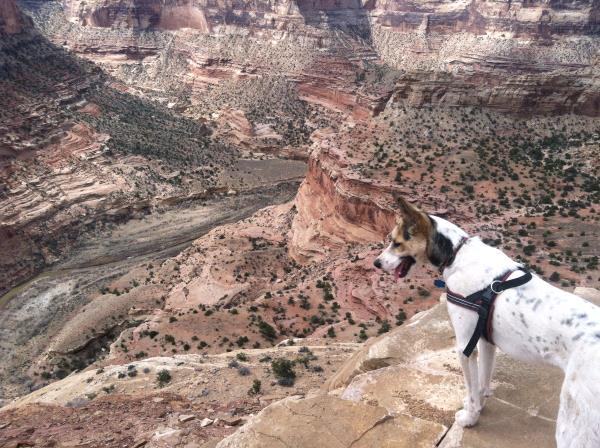 /Images/uploads/Humane Society of Utah/HSUCalendar/entries/1161thumb.jpg